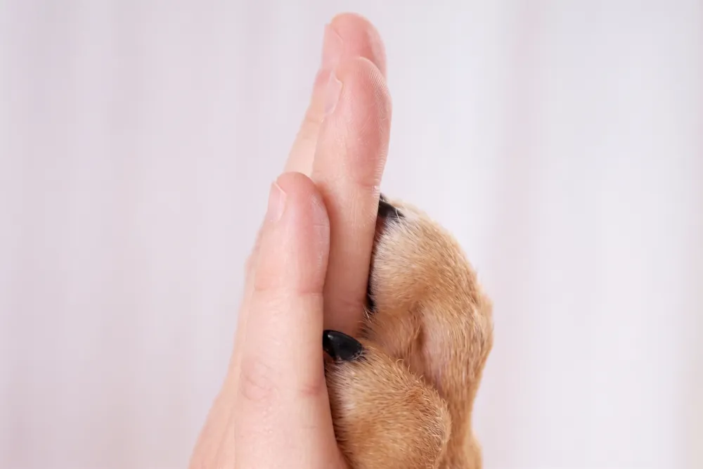 Verbundenheit – Hand und Pfote